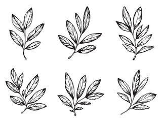 Botanical Olive Leaves Line Drawings