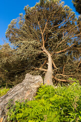 Large inclined pine tree growing near fallen trunk and ferns in forest