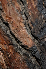 Close up of maritime pine bark showing its texture and colors
