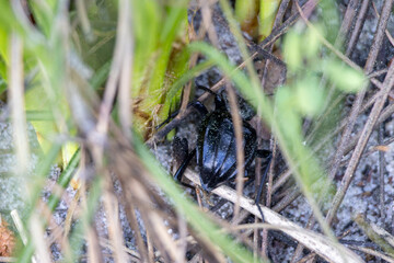 Black beetle crawling through grass and soil