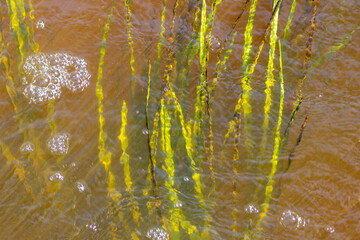 Algae growing in polluted water with bubbles