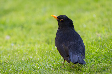 A Blackbird is standing on the grass