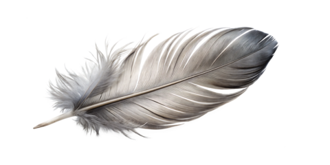 Single gray bird feather isolated on a white background png ai generated
