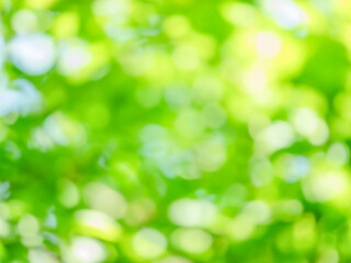 新緑の木漏れ日の様子。爽やかな光の風景。