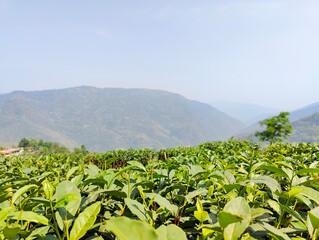 Darjeeling and Sikkim, nestled in the eastern Himalayas, offer breathtaking mountain landscapes, serene monasteries, and lush tea gardens. 