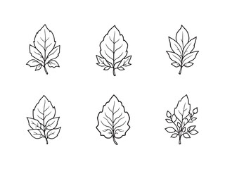 Fototapeta premium Rose Leaf Outline Drawing Vector