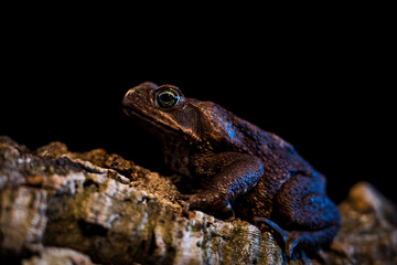 Bufo marinus on the black background