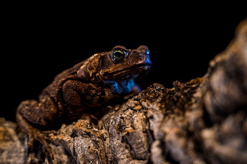 Bufo marinus on the black background