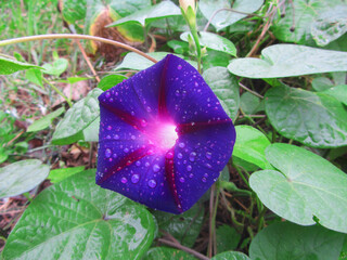 The morning glory flower is a deep blue with purple stripes in raindrops against green leaves. The beautiful color of the flower gives the impression that light emanates from the center of the bud.