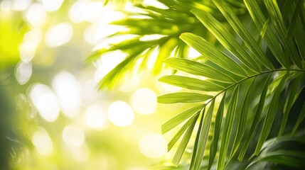 Obraz premium Lush Green Tropical Paradise: Palm Leaves in Sunlight