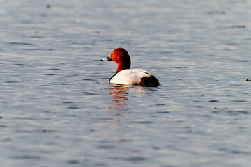 pochard Male duck
