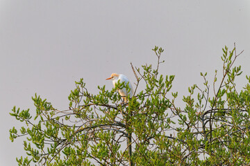 Cattle in tree closer