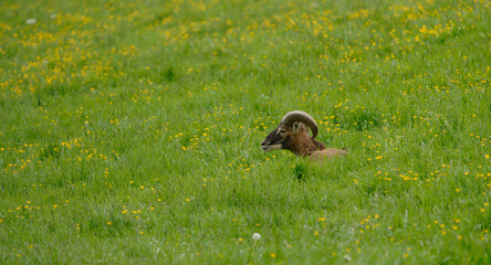 Ein Mufflon (Ovis gmelini-Gruppe) liegt ruhig inmitten einer satten Fr&uuml;hlingswiese voller gelber Bl&uuml;ten