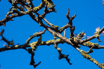 Branches covered with moss and lichen isolated against the background of a clear blue sky on a sunny spring day Natural background with beautiful tree branches