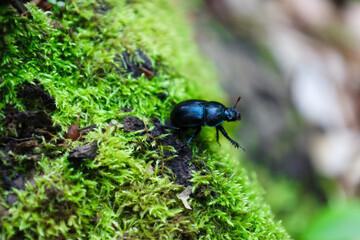 A shiny beetle with an iridescent shell crawls on a bright green moss carpet. The contrast of...