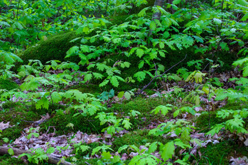 Fresh spring forest bathed in soft light filtering through young leaves. Green moss covers the...