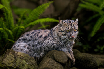 fishing cat (Prionailurus viverrinus), is a medium-sized wild cat native to South and Southeast Asia. It is a skilled swimmer and predator, and often found near wetlands like mangroves and rivers