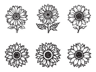 sunflower Drawing vector