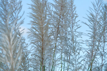 Delicate White Grasses Against a Clear Blue Sky in Natural Setting