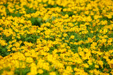 Obraz premium Vibrant Yellow Flower Field in Full Bloom Under Bright Sunshine