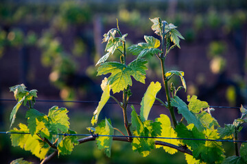 beautiful vineyard landscape at sunset