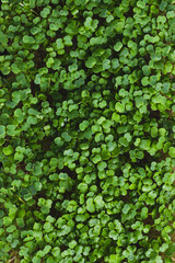 microgreens in germination trays