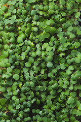 microgreens in germination trays