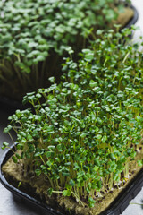 microgreens in germination trays