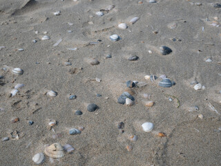 Scattered Seashells on a Sandy Beach