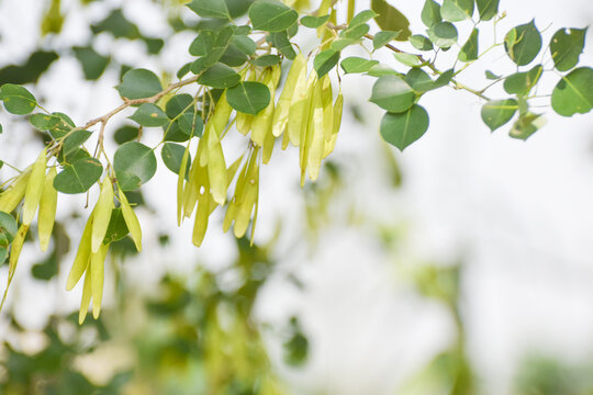indian rosewood green seeds, Dalbergia sissoo, known commonly as North Indian rosewood or shisham. Indian rosewood seed pod, dalbergia sissoo seeds. Green seeds pods of North Indian rosewood.shisham