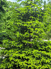 Bright Forest Canopy Leaves in Lush Natural Light for Eco Visual Content