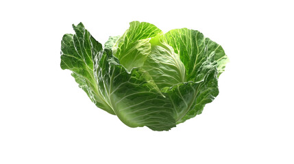 Obraz premium Fresh green cabbage isolated on a white background, showcasing its vibrant leaves and healthy appearance.