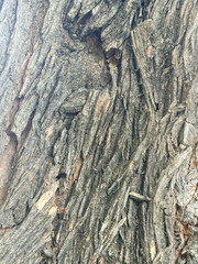 Rugged Close-Up Tree Bark Texture With Deep Vertical Grooves