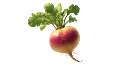 Fresh purple and white turnip with green leaves, isolated on white background.