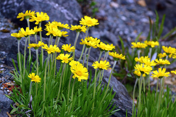 Obraz premium Bright yellow alpine flowers blooming among rocks in a mountain meadow