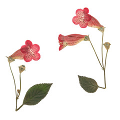 Herbarium. Set of pressed kohleria flowers. Digital herbarium, scrapbooking. Dry kohleria flowers isolated on white. Giesleria, tydaea.
