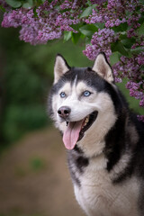 Portrait of a beautiful husky dog with blue eyes. Lilac blossom background