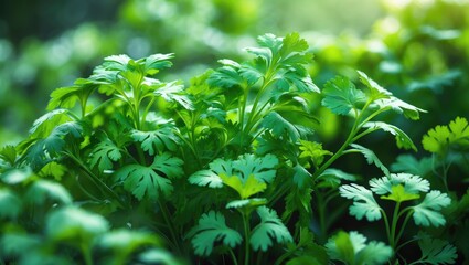 Close-up view of green coriander in the garden.