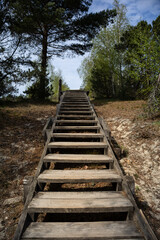 Sunlight hits the wooden stairs leading up through a forest clearing, inviting you to climb toward the sky. A peaceful escape framed by pines and spring-green leaves.