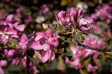 Obraz premium Stunning pink oriental apple tree flowers. Sunlight shines through the petals, emphasizing the mesmerizing rich pink color. The flowers of the tree are the color of juicy magenta