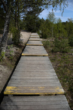 A quiet wooden path winds through a pine forest, drawing the eye toward the soft green horizon. Nature and structure merge in this peaceful, moody woodland scene.