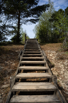 Sunlight hits the wooden stairs leading up through a forest clearing, inviting you to climb toward the sky. A peaceful escape framed by pines and spring-green leaves.