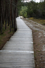A quiet wooden path winds through a pine forest, drawing the eye toward the soft green horizon. Nature and structure merge in this peaceful, moody woodland scene.