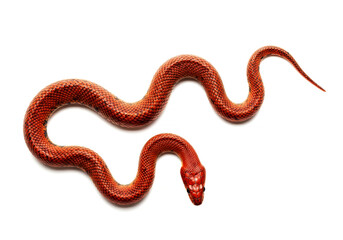 Fototapeta premium Snake on a white background