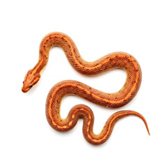 Obraz premium Snake on a white background