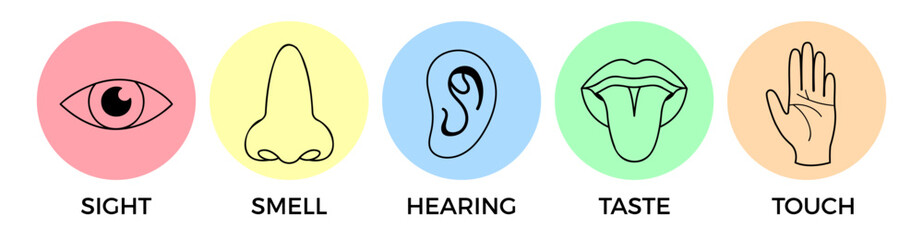 5 human senses infographics. Vector illustration, simple flat design. Sight, hearing, taste, smell, touch. Five fillings icons