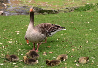 Greylag Goose (Anser anser)