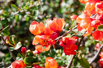 The bright orange flowers are rich in color. A flowering quince shrub with stunningly bright orange...