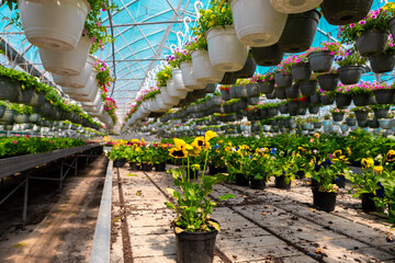 Yellow pansy in a black pot stands out among rows of colorful flowers in a vibrant, sunlit...