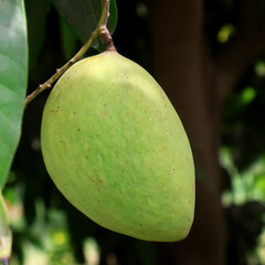 mango hanging on a mango tree branch in garden, selective focus
